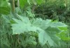 Набережні в Ужгороді косили від борщівника вже двічі (ВІДЕО)